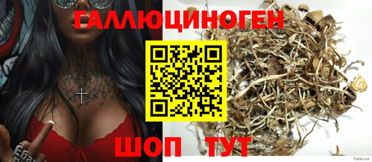Черногорск  Псилоцибиновые грибы MAGIC MUSHROOMS  Вход с VPN 